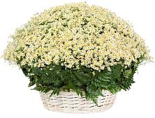 Цветочная композиция из Ромашки в корзине #REPLACE_PRED# Муханово